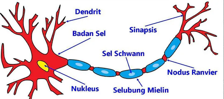 Gambar Struktur Neuron Dan Label